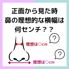 鼻 大き さ 平均