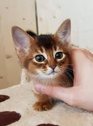Ash misty pikachu charmander und alle anderen. Eine Kleine Somali Katze In Kurzem Fell In Burgwedel Auf Kleinanzeigen De