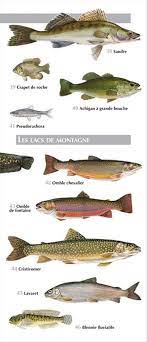 Quel est ce poisson peu apprécié des pêcheurs au flotteur ? Petit Atlas Des Poissons D Eau Douce 65 Especes Communes Little Atlas Of Freshwater Fish 65 Common Species Nhbs Field Guides Natural History