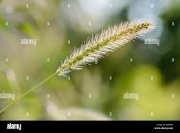 Image result for Setaria viridis