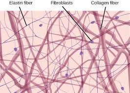 Connective Tissues Biology For Majors Ii