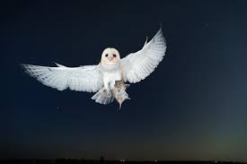 The barn owl is like a passerine, producing large families and raising more than one this is also why i wrote this new book (barn owls: Zip Lining Owls Reveal What Really Scares Their Prey Research Highlights