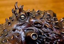 Spi 80365 octopus pair lobby table for sale online | ebay. This Is The Awesome Octopus Coffee Table We Can T Afford