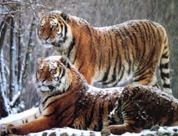 Pin On Tigr
