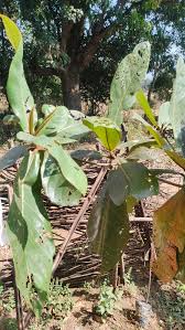 Image result for Terminalia macroptera