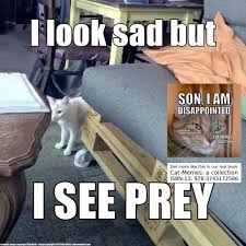 Meme status submission year 2015 origin imgur tags knife, cat, smug cat, tumblr, imgur, kimax06, snaptucker. Catstagram Catlife Catlovers Meme Art Lovekittens Catmeme Meme Love Books Bookstagrammer Instagood Nofilter Look P Cat Memes Cats Cute Cat Memes