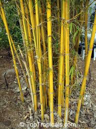 Image result for Bambusa