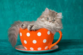 Miniature cats are usually about one third to one half the size of normal size cats of the same breed. Will Teacup Cats Become A Disastrous Celebrity Spawned Pet Trend Catster