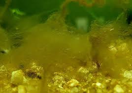 Of all the types of algae, it's hair algae that causes the most problems for the most. Algae Guide Green Aqua