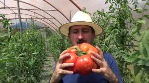 Toate circumstanțele urmează a fi stabilite de oamenii legii. Legume Uriase Cu Gustul De Altadata