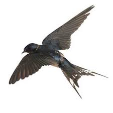 Barn swallow behavior shift may be evolutionary. Swallow Identification Behavior Western Exterminator Of Las Vegas