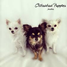 Over 4 weeks ago on puppyfind. Chihuahua Puppies Home Facebook