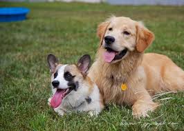 Puppy Tao Puppy Palooza Corgi Puppies Dog People