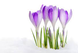 Crocus Flower Meaning Flower Meaning