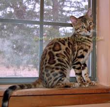 Beautiful rosetted bengals for sale in ohio. Bengals Egyptian Maus And Savannah Kittens For Sale By Wild Trax Exotics