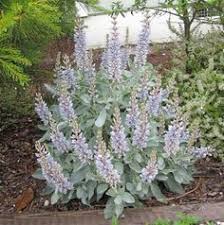 Maybe you would like to learn more about one of these? 53 Panhandle Plants Ideas Plants Planting Flowers Panhandle