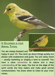 Birds And Their Spiritual Meanings Goldfinch Animal Spirit Guides Goldfinch Animal Totems