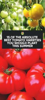 Don't let that fool you! 15 Of The Absolute Best Tomato Varieties You Should Plant In Your Garden