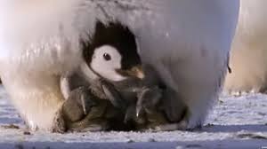 Some of my birds won't sit on their eggs to save their life. Emperor Penguins Are Good Dads Earth Earthsky
