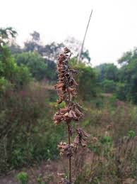 Image result for Mesosphaerum suaveolens