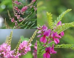 Image result for Indigofera dyeri