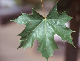 0 more photos view gallery. Acer Pacific Sunset Landscape Plants Oregon State University