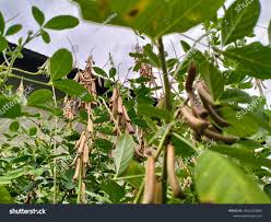 Image result for Wigandia urens