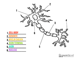 Neuron Clipart Coloring Worksheets Homeschool Clipart