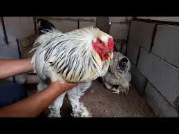 Tahukah Anda Beda Ayam Brahma Tipe Eropa Dan Asia Youtube Eropa Ayam