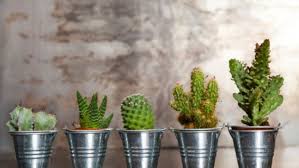 Es la señal de identidad de estas maravillosas plantas. Cactus Y Plantas Crasas Hogarmania