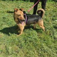 Wir suchen für balu ein geeignetes zu hause belgischer schäferhund mix joy sucht neuen wirkungskreis. Dackel Mix Dackel De