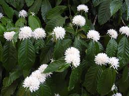 Image result for Coffea mufindiensis
