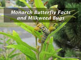 Fascinating Facts About Milkweed And The Insects It Attracts Monarch Butterfly Facts Butterfly Facts Milkweed