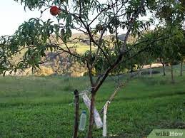 There are 37 buy fruit trees for sale on etsy, and they cost $31.86 on average. How To Buy Fruit Trees 13 Steps With Pictures Wikihow