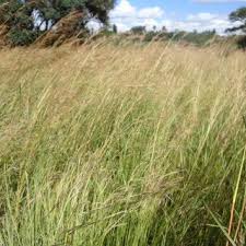 Image result for Hyperthelia dissoluta