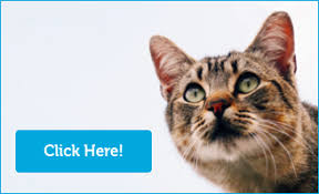 But just because they have short legs doesn't mean they won't. Scottish Fold Kittens For Sale Adoptapet Com