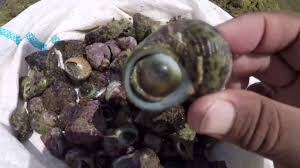 Secara umum pembagian seni dibedakan berdasarkan indra penserapannya, yaitu. Mengapa Siput Laut Ini Dicari Banyak Laki Laki Mata Lembu Keong Laut Kerang Sea Snail Youtube