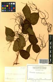 Image result for Dioscorea praehensilis