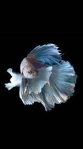 Apple Iphone 6s Wallpaper With Blue Betta Fish In Dark Background In 750x1334 Hd Wallpapers Wallpapers Download High Resolution Wallpapers Fish Wallpaper Betta Fish Types Betta