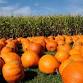 Clay Pumpkins event image