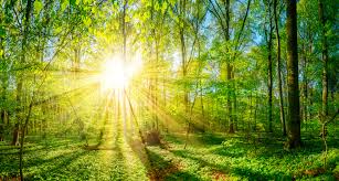 The tips of neuronal axons communicate with other nerve cells by releasing small molecules called neurotransmitters. Scientists Look To Hack Photosynthesis For A Greener Planet Science News For Students