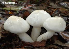 Hygrophorus cossus is a species of fungus in the genus hygrophorus. Hygrophorus Cossus Pictures Goat Moth Wax Cap Images Nature Wildlife Photos Naturephoto