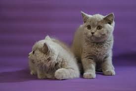 Ingiliz Kedisi British Shorthair Yavrulari 427 Ingiliz Arkadaslik