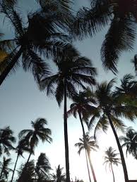 Ashgive.com ilustrasi dapatkan art poster yang baik dan boleh di cetakkan dengan cepat ini dipetik dari post berikut : Kampung Rando Pemandangan Pohon Kelapa