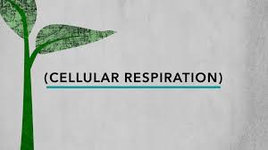 We did not find results for: Unc Tv Science Plant Respiration Episode 3 Pbs
