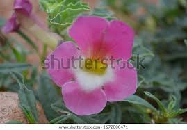 Image result for Rhigozum brevispinosum