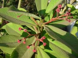 Image result for Euphorbia grantii