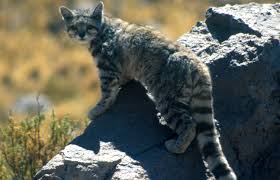 ‪Fantastic felines: A world of wild cats | Natural History Museum‬‏