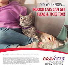 Kills and protects against flea infestations (ctenocephalides felis) step 3: Bravecto Topical Solution For Cats 2 6 6 2 Lbs 3 Month Supply Petco