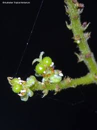 Image result for Allophylus